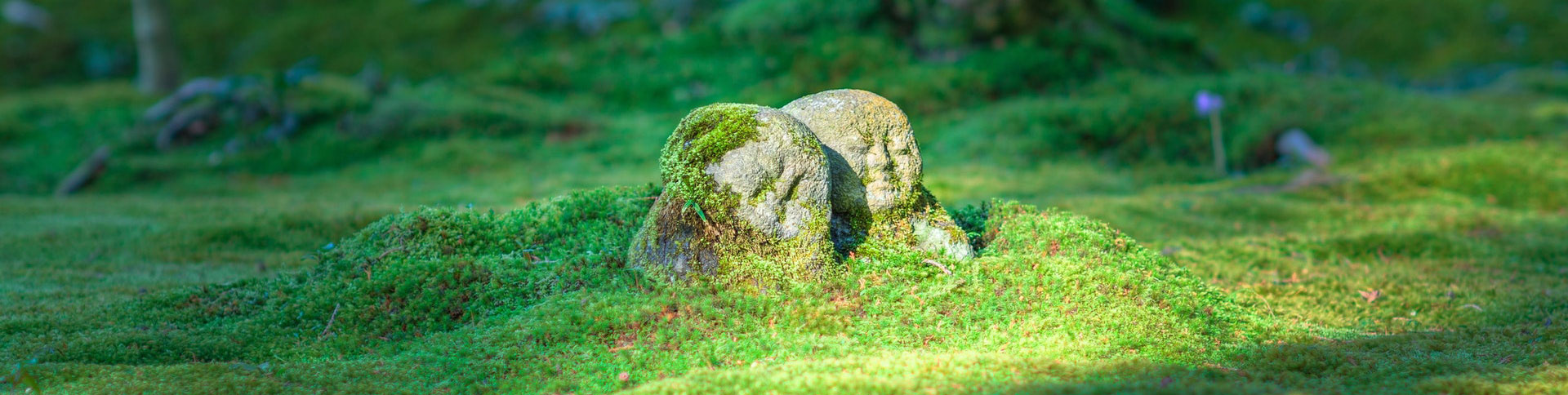 中影之星文化傳播企業(yè)官網(wǎng)|一網(wǎng)天行-網(wǎng)站建設(shè)小程序APP系統(tǒng)軟件開(kāi)發(fā)公司