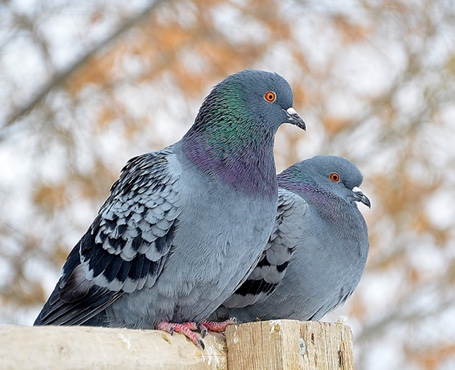 鴿天下-在線拍賣(mài)電商平臺(tái)